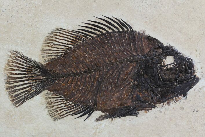 Cockerellites (Priscacara) Fossil Fish - Wyoming #51263